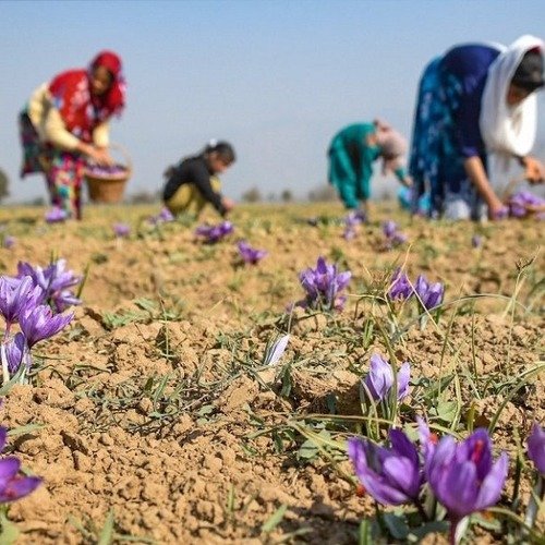 Organix Ladakh Saffron Cream - Image 3