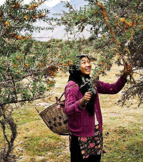 Manipur Black Pottery Tea/Coffee Pot/Kettle (750 ml) + Organix Ladakh Herbal Seabuckthorn Green Tea (60 gms)free - Image 5