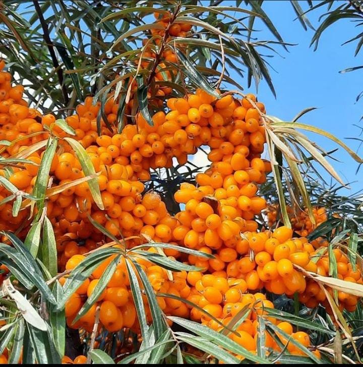 Seabuckthorn